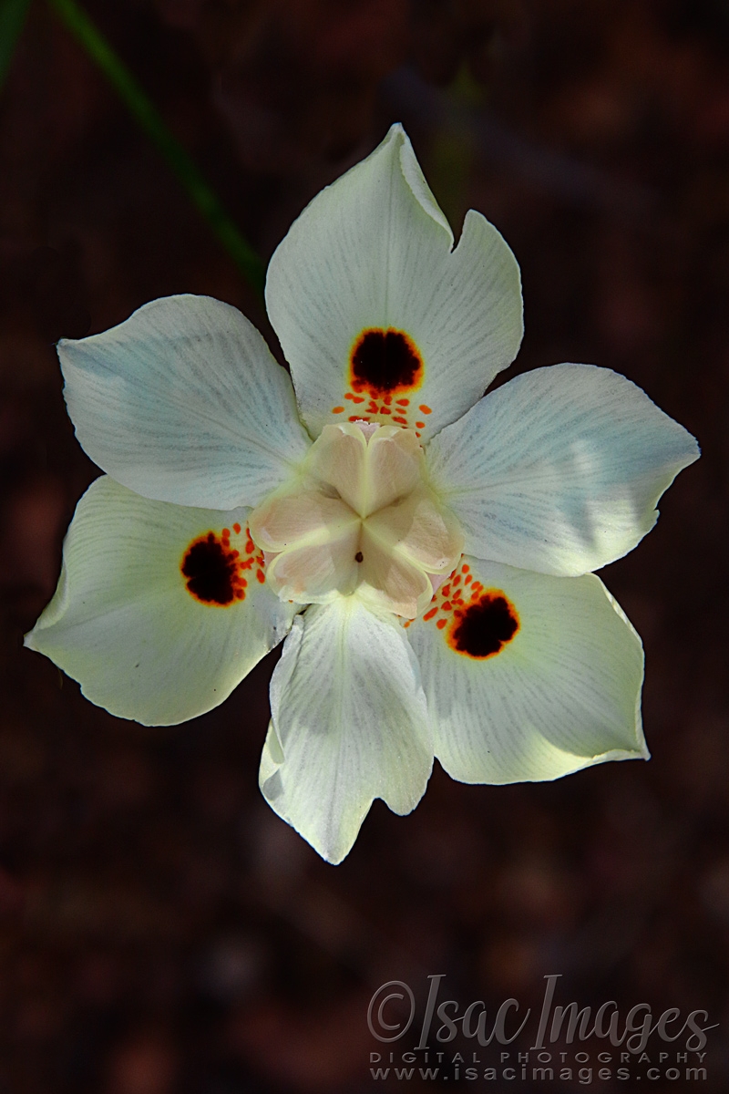 Click image for larger version

Name:	2073-Wild_White_Iris.jpg
Views:	36
Size:	470.3 KB
ID:	480866