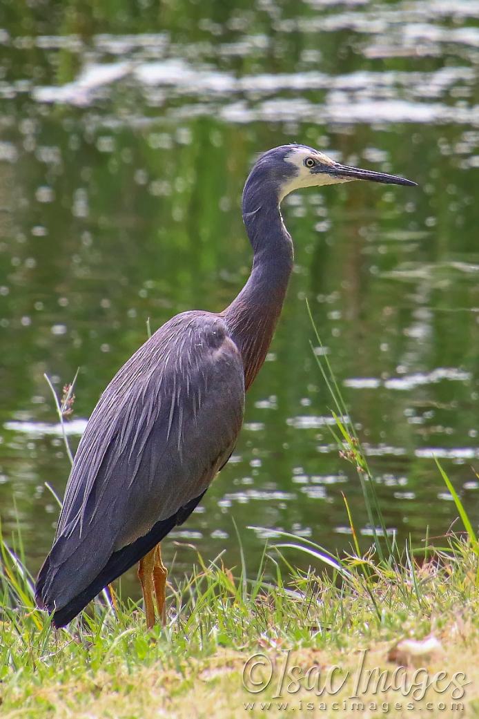 Click image for larger version

Name:	2165-White_Faced_Heron.jpg
Views:	48
Size:	113.7 KB
ID:	480869