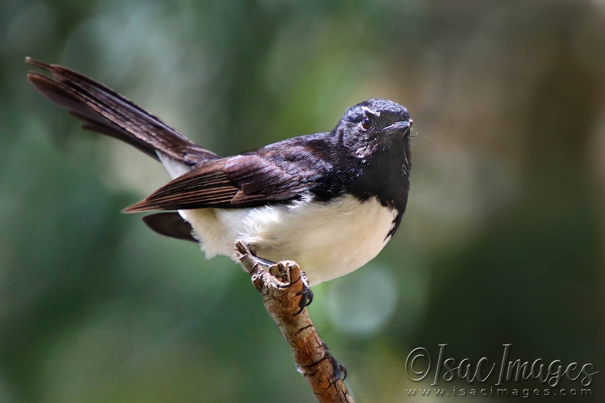 Click image for larger version

Name:	2223-Willie_Wagtail.jpg
Views:	48
Size:	471.1 KB
ID:	480873