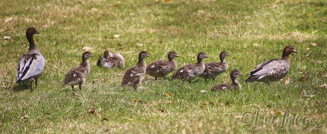 Click image for larger version

Name:	2236-Wood_Duck_Family.jpg
Views:	51
Size:	117.2 KB
ID:	480874