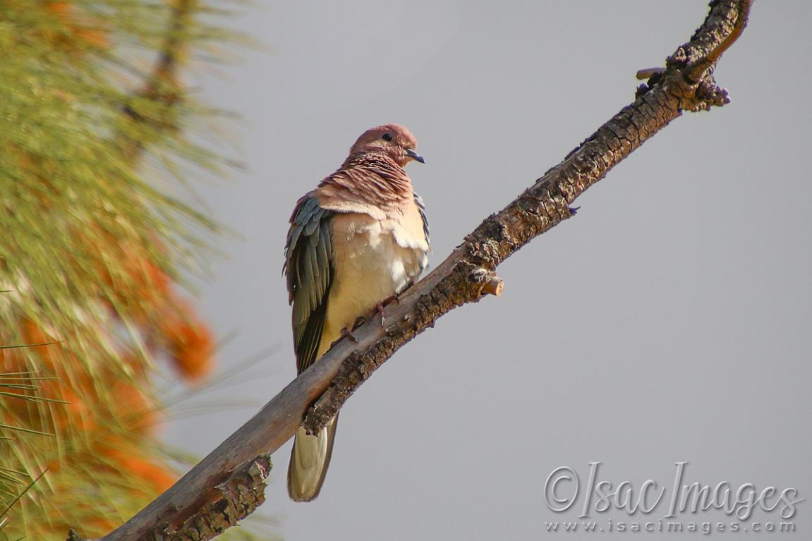 Click image for larger version

Name:	1280-Laughing_Dove.jpg
Views:	47
Size:	75.8 KB
ID:	480953