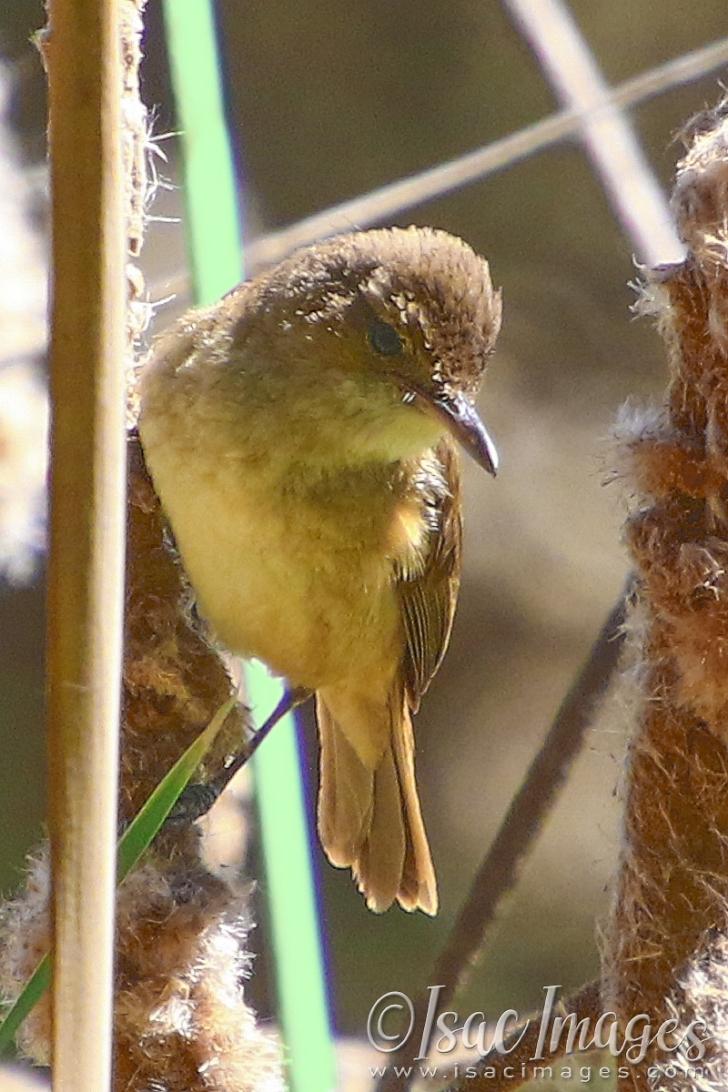 Click image for larger version

Name:	2442-Australian_Brown_Honeyeater.jpg
Views:	31
Size:	108.8 KB
ID:	480956