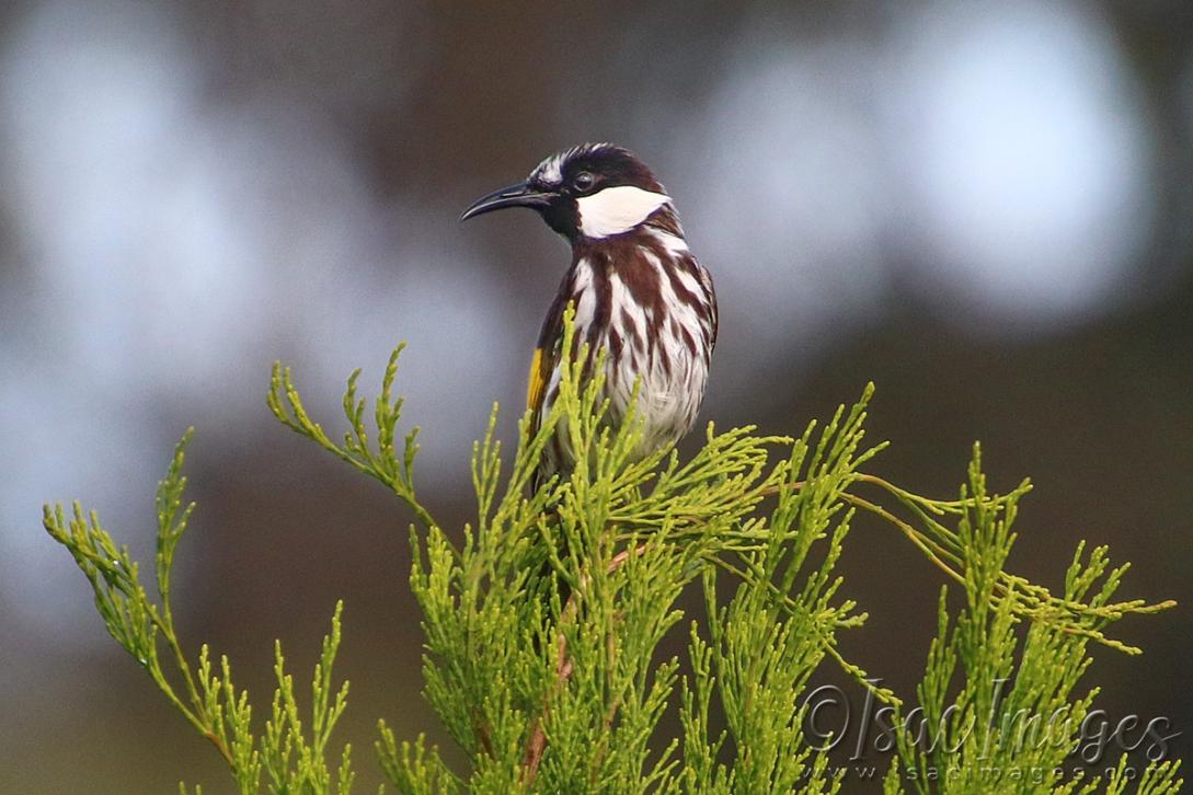 Click image for larger version

Name:	1282-White_Cheeked_Honeyeater.jpg
Views:	32
Size:	101.4 KB
ID:	480954