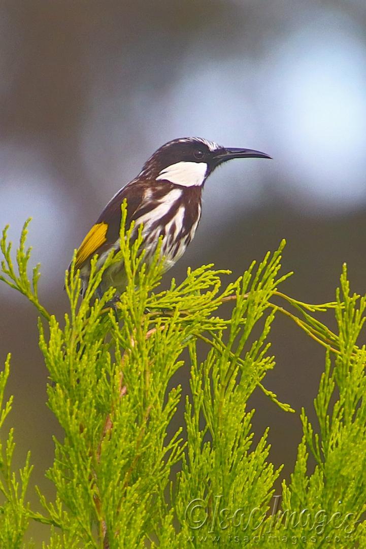 Click image for larger version

Name:	1281-White_Cheeked_Honeyeater.jpg
Views:	31
Size:	110.3 KB
ID:	480955