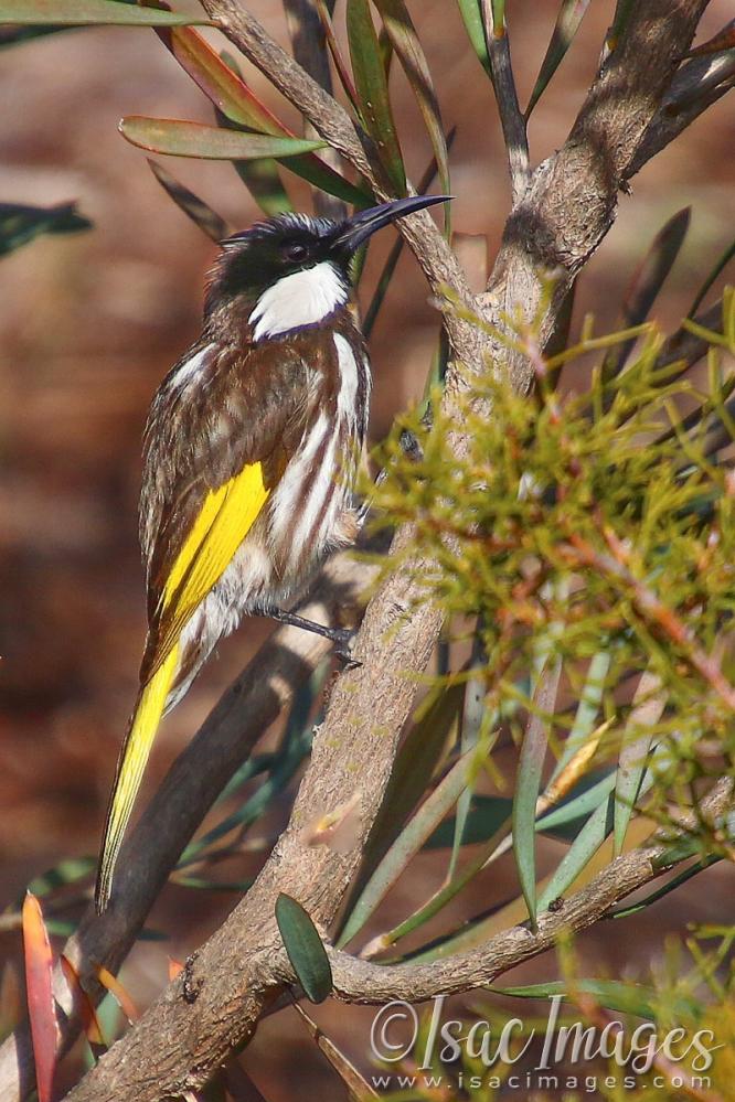 Click image for larger version

Name:	1284-White_Cheeked_Honeyeater.jpg
Views:	32
Size:	119.9 KB
ID:	480957