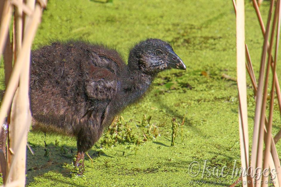 Click image for larger version

Name:	2496-Juvenile_Swamphen.jpg
Views:	39
Size:	126.2 KB
ID:	480959