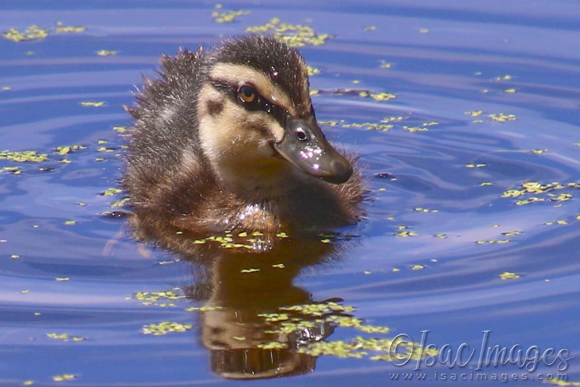 Click image for larger version

Name:	2278-Pacific_Black_Duckling.jpg
Views:	28
Size:	98.1 KB
ID:	480960