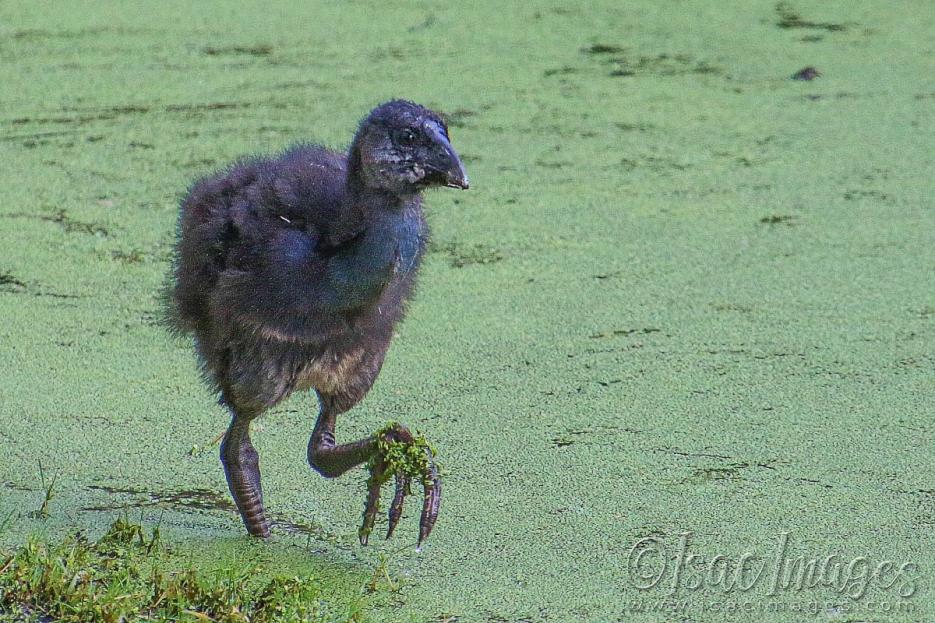 Click image for larger version

Name:	2509-Juvenile_Swamphen.jpg
Views:	31
Size:	134.6 KB
ID:	480961