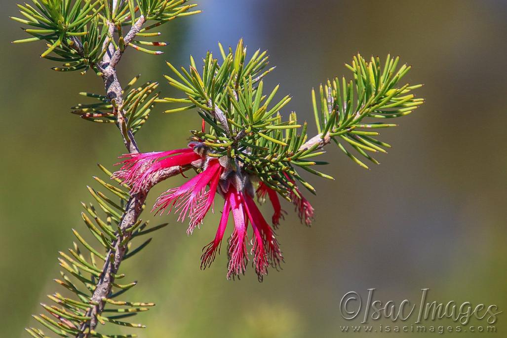 Click image for larger version

Name:	2447-One_Sided_Bottlebrush.jpg
Views:	84
Size:	99.7 KB
ID:	480963