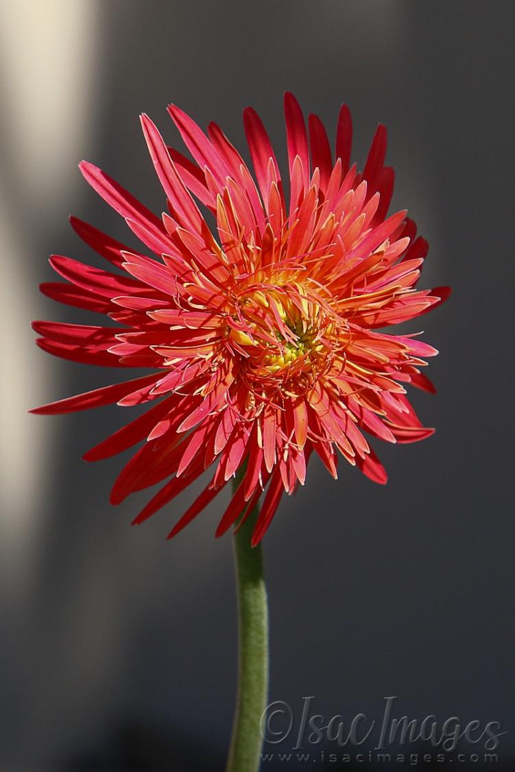 Click image for larger version

Name:	2508-Gerbera.jpg
Views:	71
Size:	84.3 KB
ID:	480964