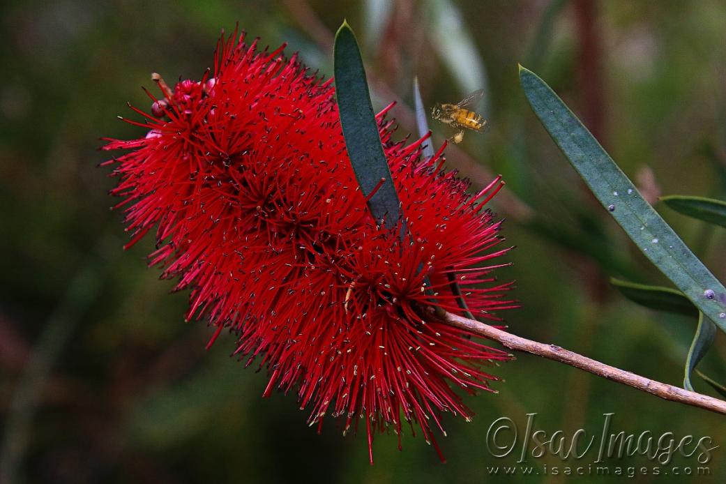 Click image for larger version

Name:	2350-Bee_Callistemon.jpg
Views:	73
Size:	90.3 KB
ID:	480966