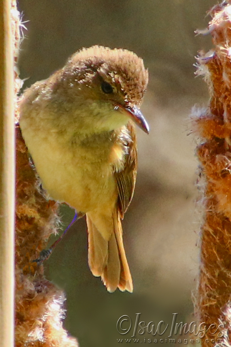 Click image for larger version

Name:	2442-Australian_Brown_Honeyeater-2.jpg
Views:	25
Size:	499.1 KB
ID:	481002