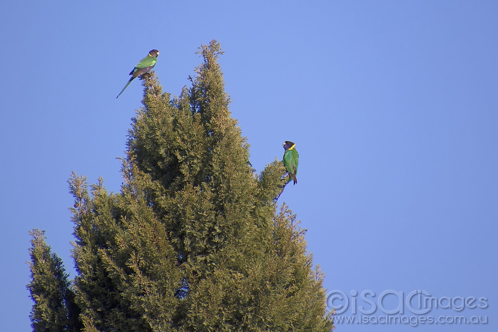 Click image for larger version

Name:	0375-Twenty_Eight_Parrots.jpg
Views:	112
Size:	422.0 KB
ID:	475283