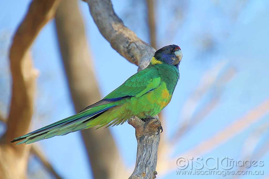 Click image for larger version

Name:	8325-Twenty_Eight_Parrot.jpg
Views:	127
Size:	187.4 KB
ID:	475366