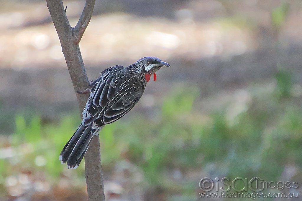 Click image for larger version

Name:	027A5139-Red_Wattle_Bird.jpg
Views:	83
Size:	370.2 KB
ID:	470139