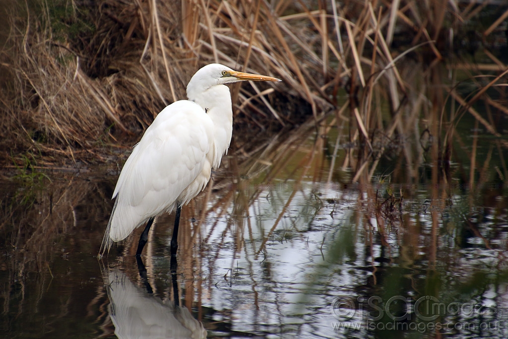 Click image for larger version

Name:	8932-Great_Egret.jpg
Views:	90
Size:	475.2 KB
ID:	473020