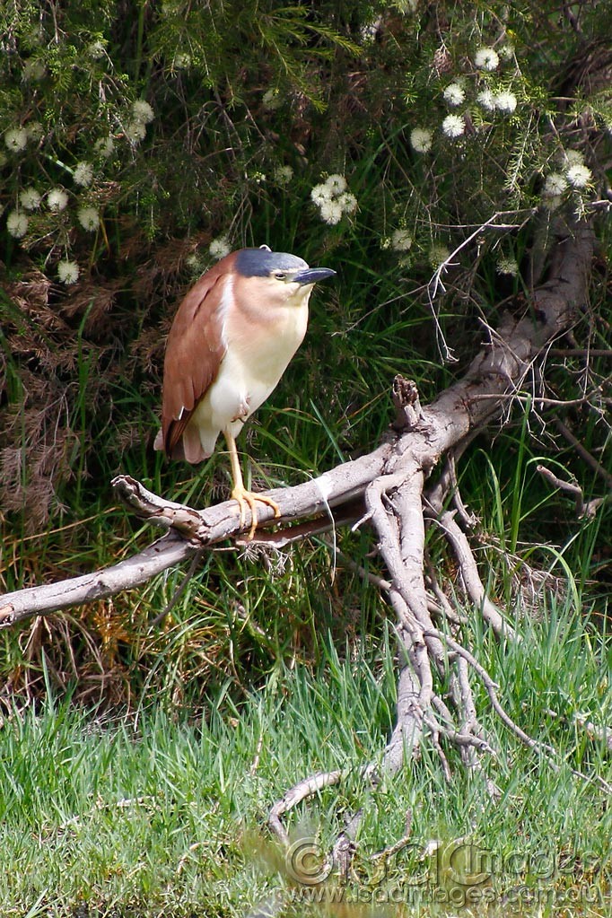 Click image for larger version

Name:	0188-Nankeen-Heron.jpg
Views:	72
Size:	311.2 KB
ID:	458004