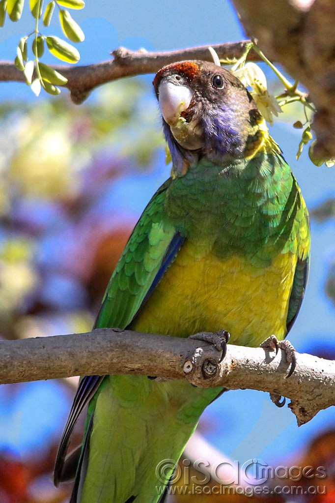 Click image for larger version

Name:	0035-Twenty-Eight-Parrot.jpg
Views:	32
Size:	200.8 KB
ID:	461283