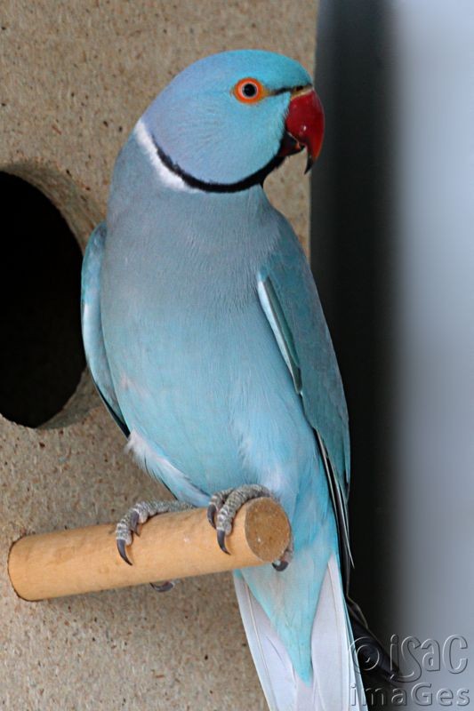 Click image for larger version

Name:	Indian Ringneck parrot Male.jpg
Views:	32
Size:	75.2 KB
ID:	466435