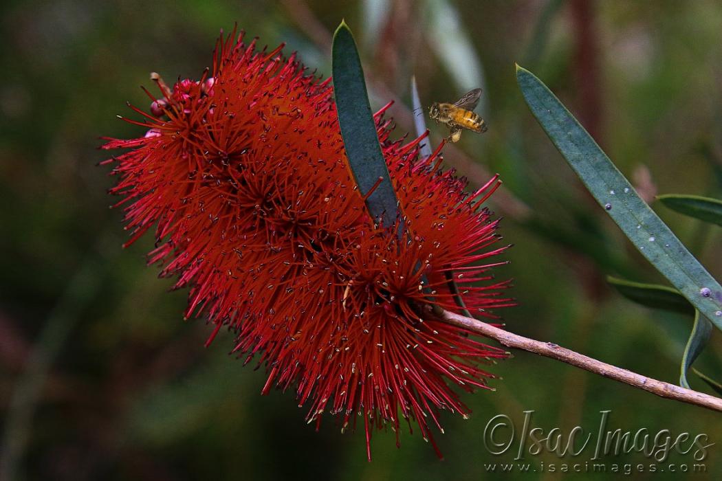 Click image for larger version

Name:	2350-Bee_Callistemon-E.jpg
Views:	60
Size:	91.9 KB
ID:	481014