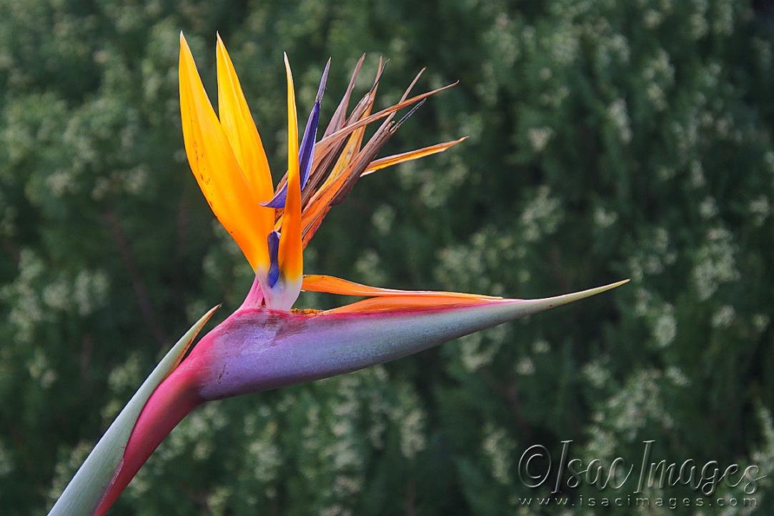 Click image for larger version

Name:	1021-Bird_Of_Paradise.jpg
Views:	70
Size:	81.8 KB
ID:	481040