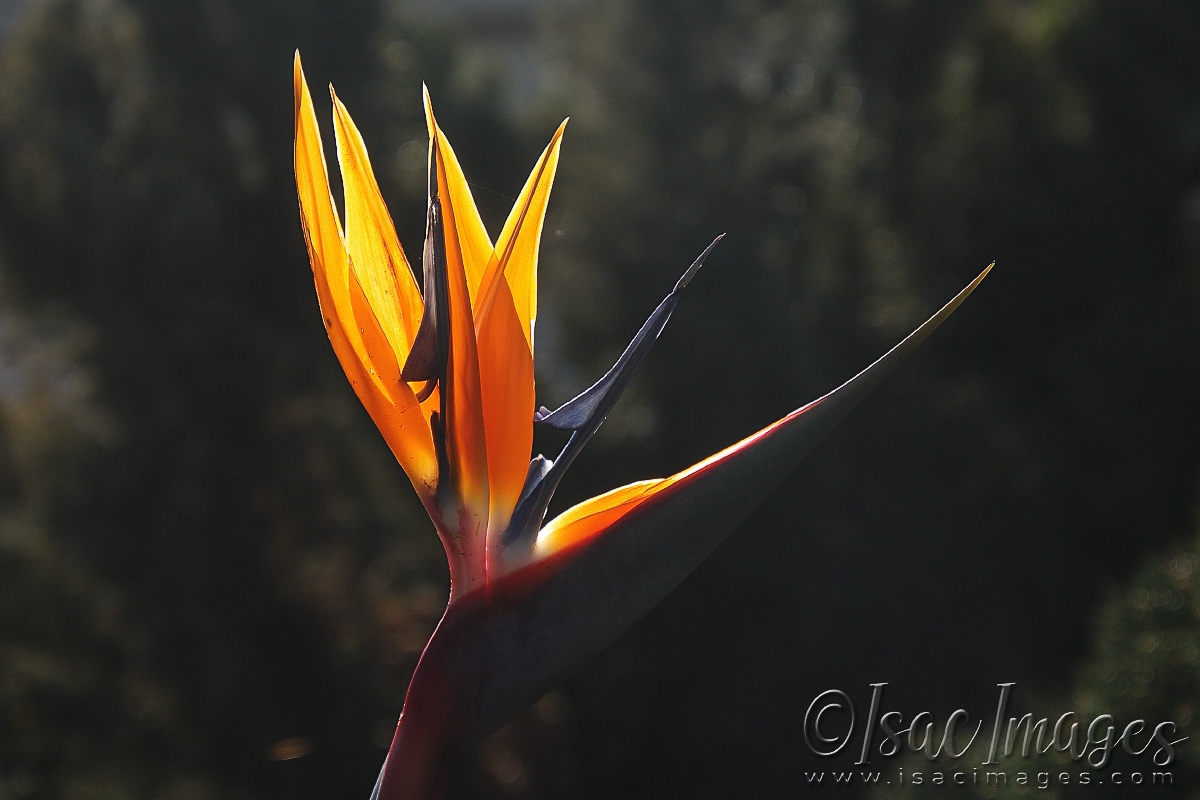 Click image for larger version

Name:	0795-Bird_Of_Paradise.jpg
Views:	69
Size:	477.3 KB
ID:	481041