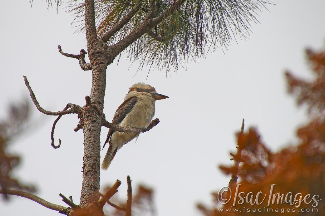 Click image for larger version

Name:	2374-Kookaburra_400mm.jpg
Views:	38
Size:	105.7 KB
ID:	481096