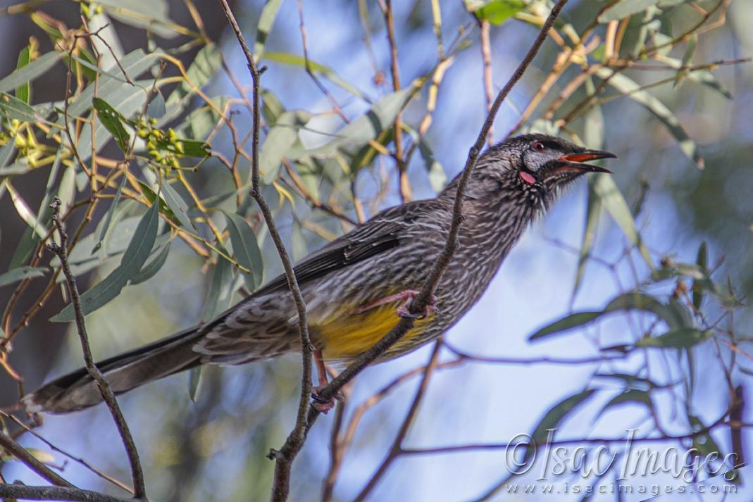 Click image for larger version

Name:	0911-Red_Wattle_Bird.jpg
Views:	31
Size:	108.2 KB
ID:	481097