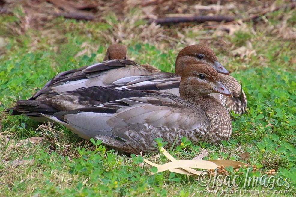 Click image for larger version

Name:	2331-Wood_Duck_Juveniles-web1200x1800U150.jpg
Views:	33
Size:	145.4 KB
ID:	481099