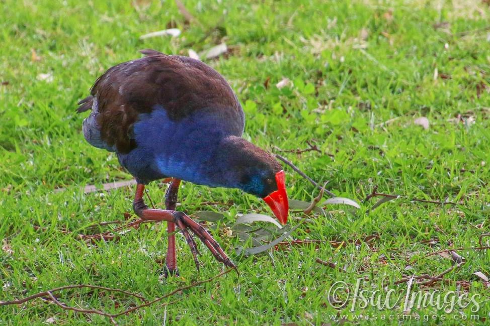 Click image for larger version

Name:	2393-Purple_Swamphen.jpg
Views:	27
Size:	143.1 KB
ID:	481101