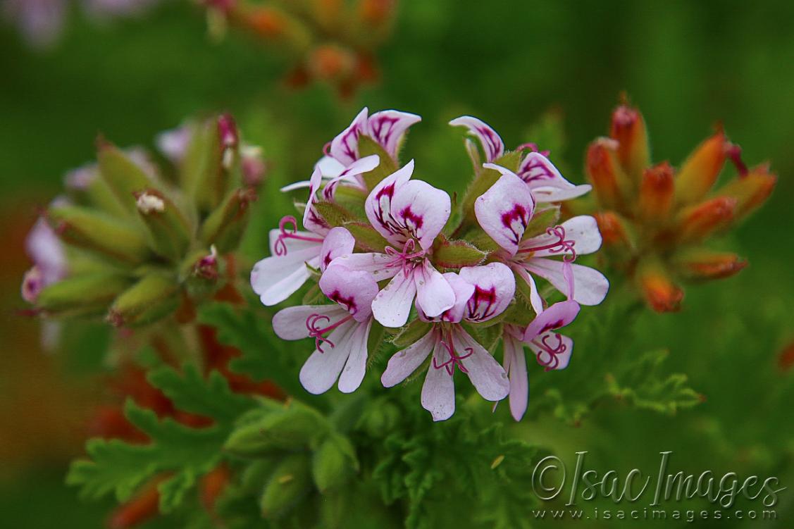 Click image for larger version

Name:	2611-Pelargonium_Capitatum.jpg
Views:	30
Size:	78.5 KB
ID:	481106