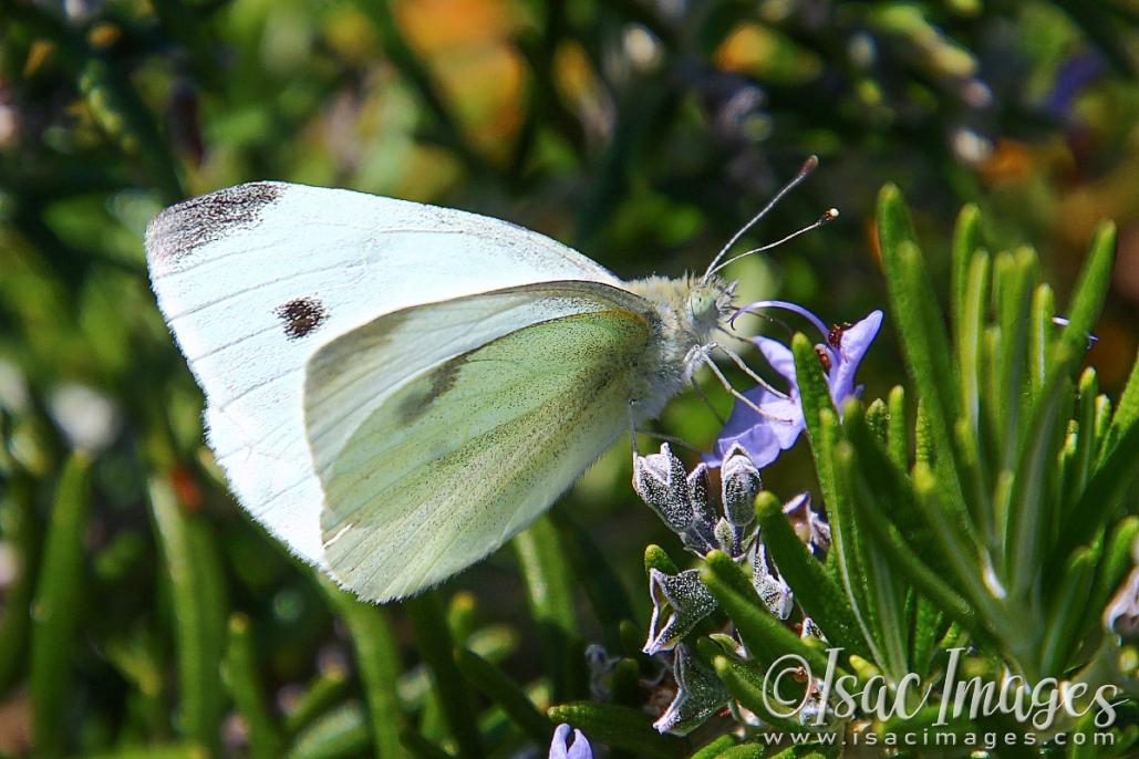 Click image for larger version

Name:	2406-Cabbage_Moth.jpg
Views:	30
Size:	98.8 KB
ID:	481109