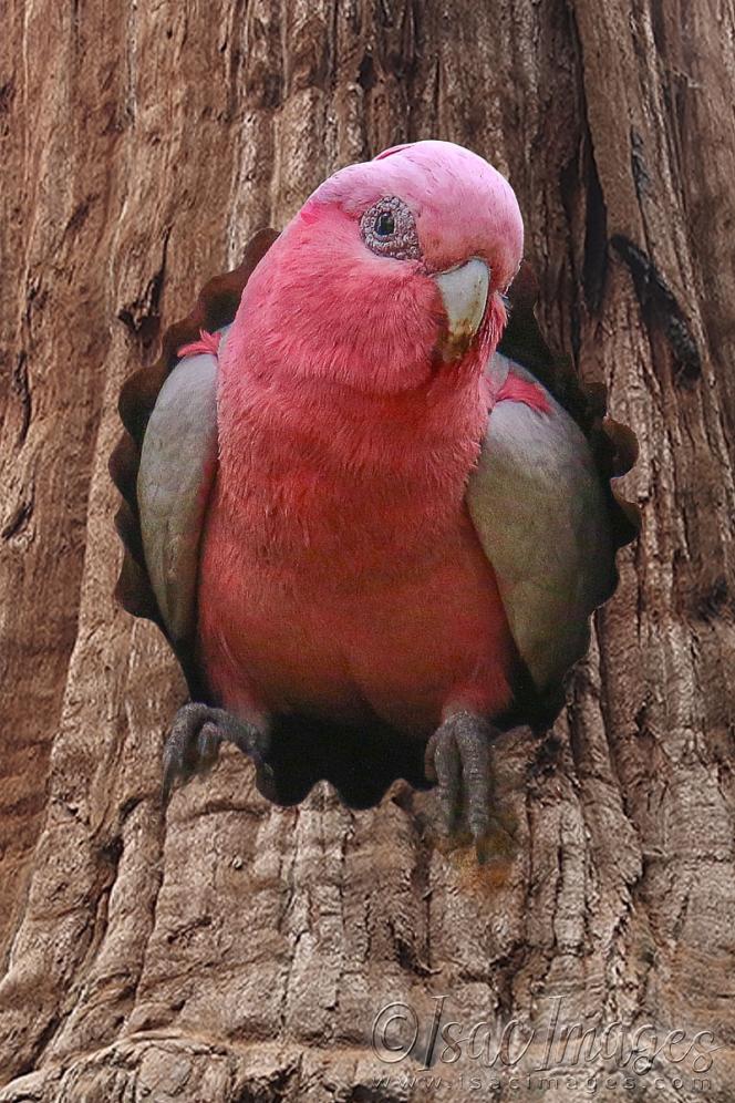 Click image for larger version

Name:	2598-Galah_In_Tree.jpg
Views:	68
Size:	141.6 KB
ID:	481111