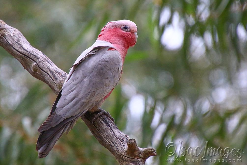 Click image for larger version

Name:	2338-Pink_&amp;_Grey_Galah.jpg
Views:	68
Size:	88.7 KB
ID:	481112