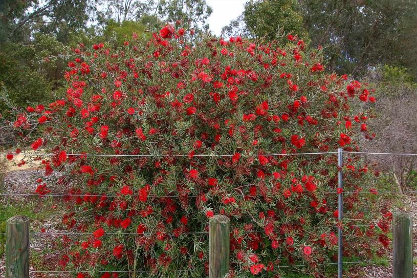 Click image for larger version

Name:	2363-Scarlet_Callistemon-web800x1200U120.jpg
Views:	48
Size:	152.4 KB
ID:	481118