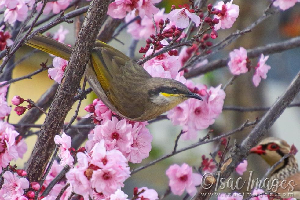 Click image for larger version

Name:	1023-Singing_Honeyeater-Partridge.jpg
Views:	32
Size:	105.3 KB
ID:	481134