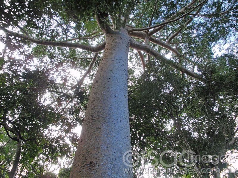 Click image for larger version

Name:	AP-Kauri Pine Cairns-1.jpg
Views:	51
Size:	177.5 KB
ID:	417388