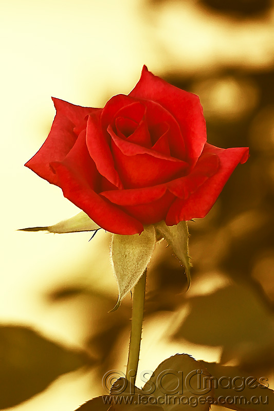 Click image for larger version

Name:	Rose-in-Golden-Hour.jpg
Views:	34
Size:	111.1 KB
ID:	418998