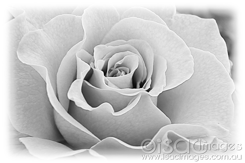 Click image for larger version

Name:	Rose-BW-3.jpg
Views:	23
Size:	100.4 KB
ID:	418997