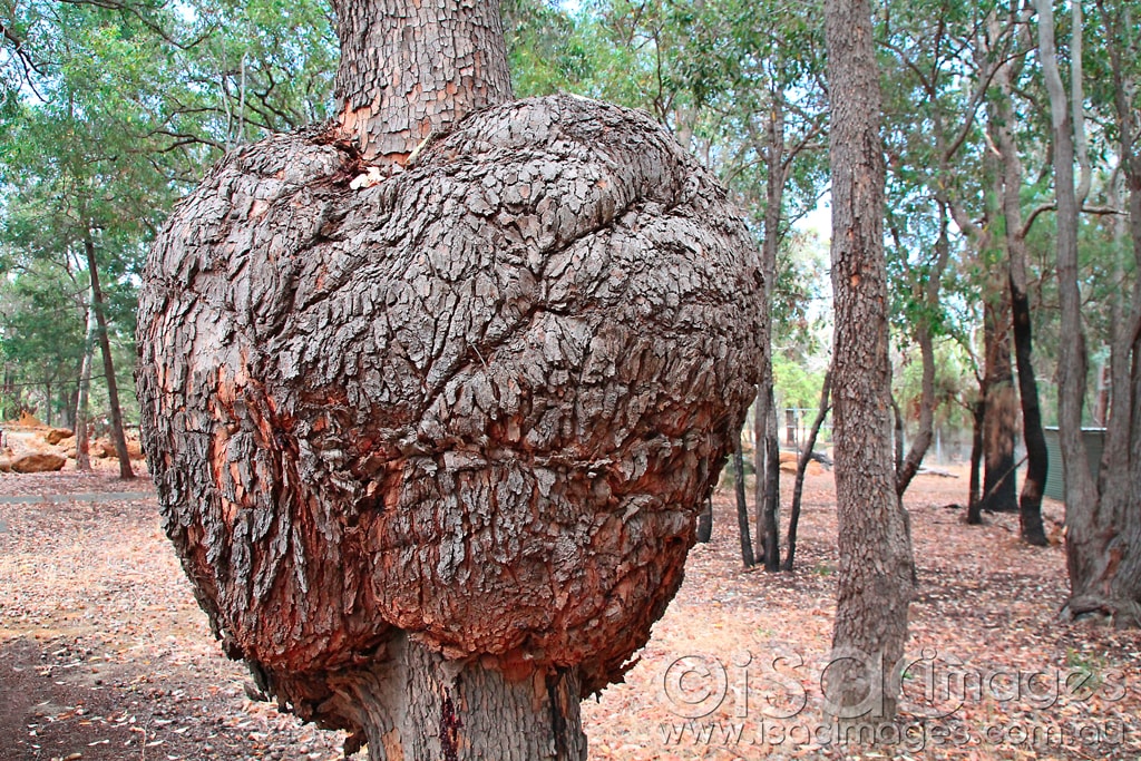 Click image for larger version

Name:	Eucalypt-Burl-Closeup.jpg
Views:	55
Size:	329.0 KB
ID:	418468