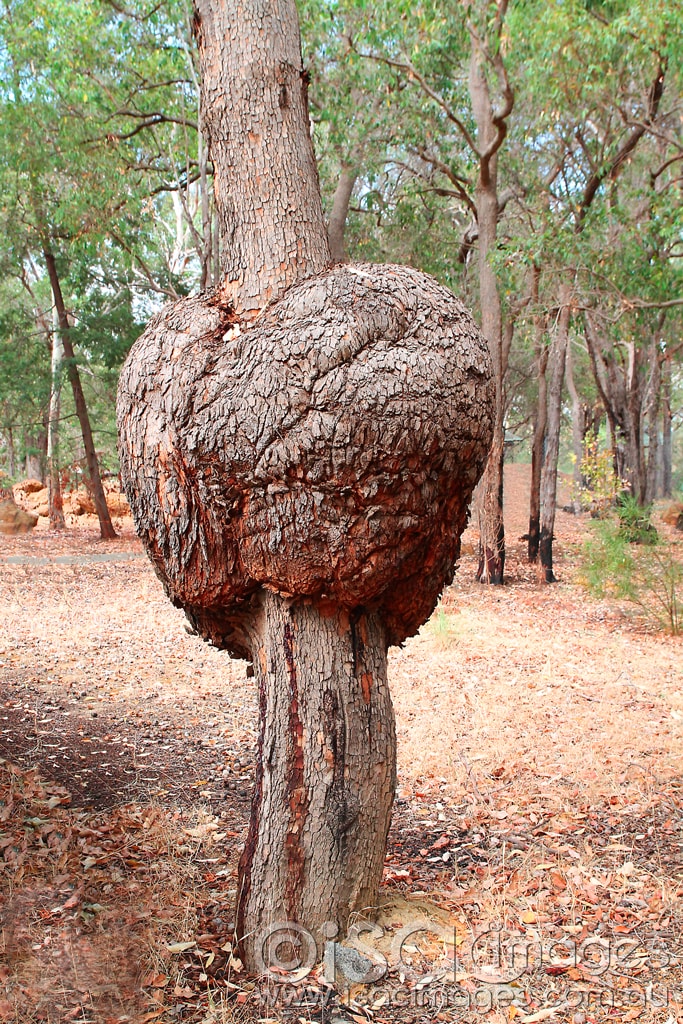 Click image for larger version

Name:	Eucalypt-Burl.jpg
Views:	64
Size:	340.8 KB
ID:	418469