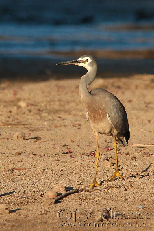 Click image for larger version

Name:	Whit-Faced-Heron---2.jpg
Views:	17
Size:	152.7 KB
ID:	419002