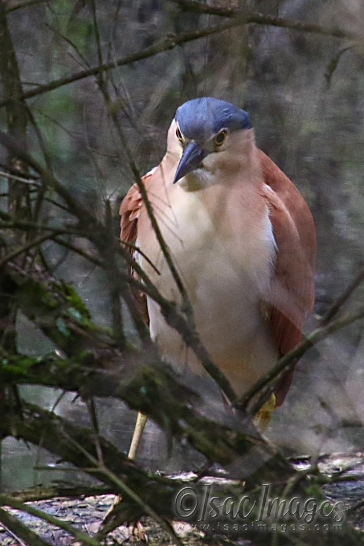 Click image for larger version

Name:	2643-Nankeen_Night_Heron.jpg
Views:	60
Size:	99.0 KB
ID:	481170