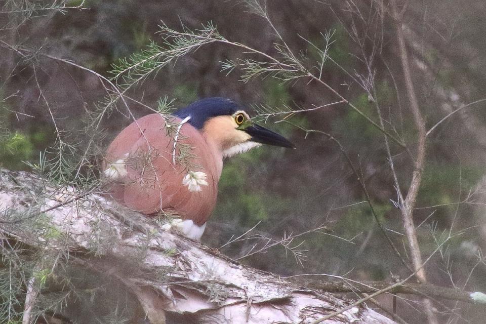 Click image for larger version

Name:	2648-Nankeen_Night_Heron-1.jpg
Views:	65
Size:	117.2 KB
ID:	481168