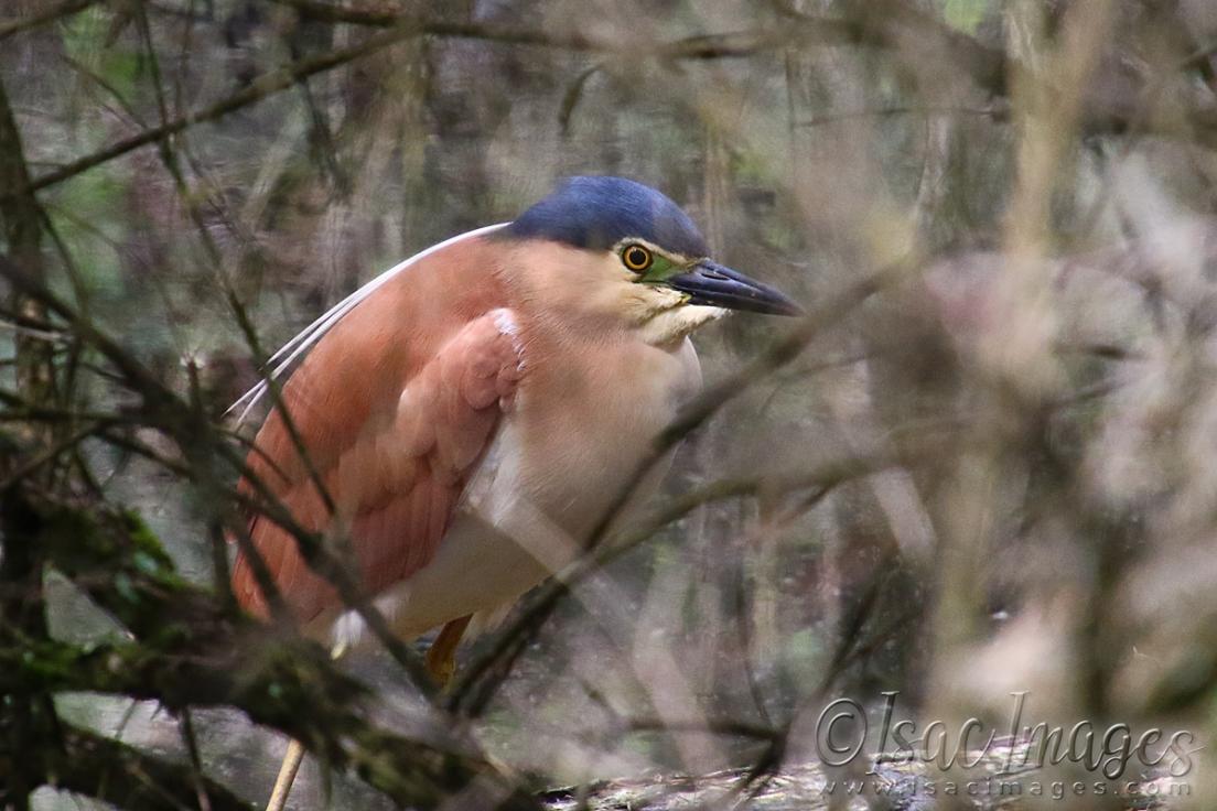 Click image for larger version

Name:	2644-Nankeen_Night_Heron.jpg
Views:	54
Size:	94.6 KB
ID:	481169