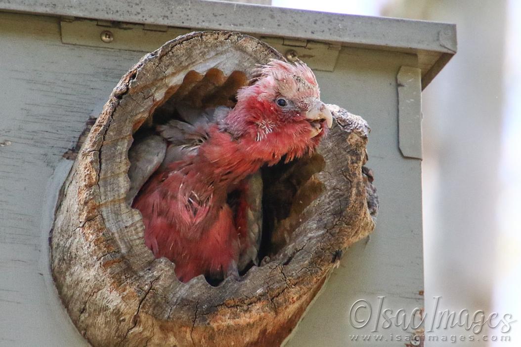 Click image for larger version

Name:	2797-Baby_Galah.jpg
Views:	65
Size:	107.8 KB
ID:	481181