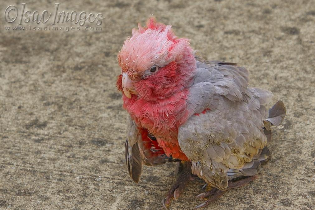 Click image for larger version

Name:	2744-Baby_Galah.jpg
Views:	61
Size:	117.8 KB
ID:	481182