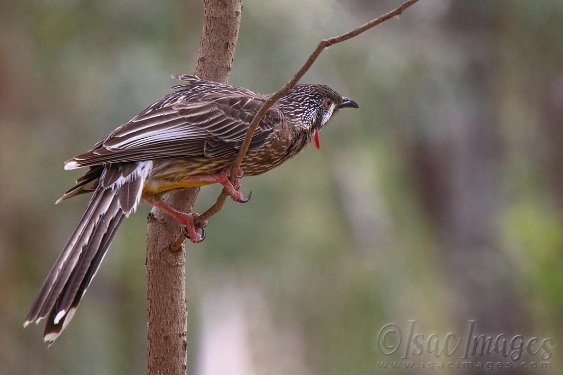 Click image for larger version

Name:	2748-Red_Wattle_Bird.jpg
Views:	78
Size:	79.1 KB
ID:	481186