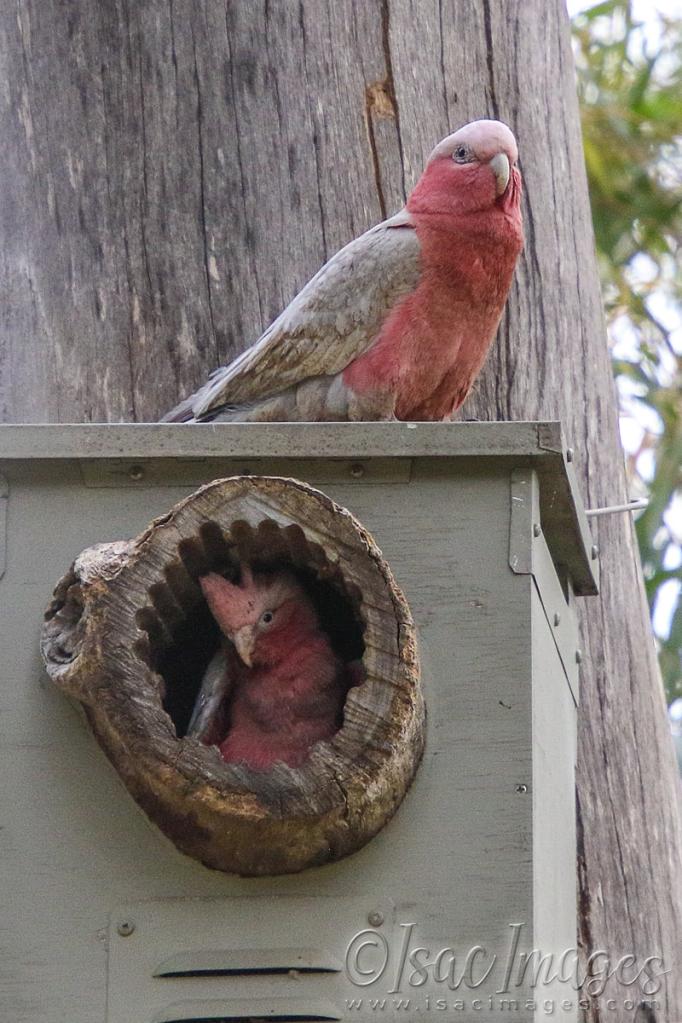 Click image for larger version

Name:	2866-Baby_Galah.jpg
Views:	85
Size:	111.4 KB
ID:	481209