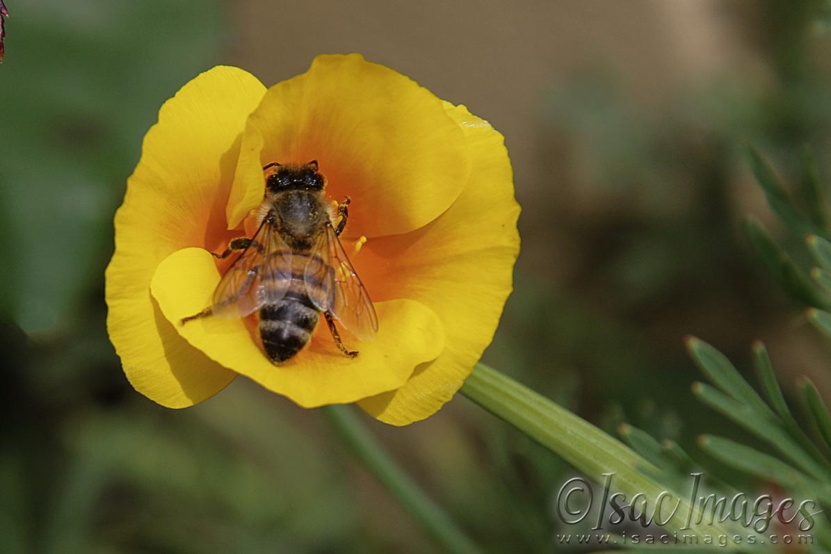 Click image for larger version

Name:	2930-Bee_Poppy.jpg
Views:	64
Size:	66.9 KB
ID:	481211